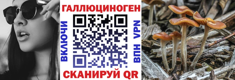 Псилоцибиновые грибы Cubensis  Шенкурск 